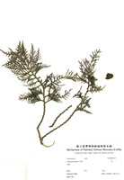 藏品(柏)的圖片